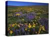 Arrowleaf Balsam Root, Lupine, Columbia Hills Sp, Washington, USA-Charles Gurche-Stretched Canvas