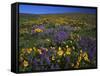 Arrowleaf Balsam Root, Lupine, Columbia Hills Sp, Washington, USA-Charles Gurche-Framed Stretched Canvas