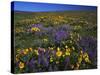 Arrowleaf Balsam Root, Lupine, Columbia Hills Sp, Washington, USA-Charles Gurche-Stretched Canvas