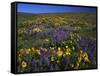 Arrowleaf Balsam Root, Lupine, Columbia Hills Sp, Washington, USA-Charles Gurche-Framed Stretched Canvas