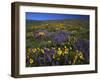 Arrowleaf Balsam Root, Lupine, Columbia Hills Sp, Washington, USA-Charles Gurche-Framed Photographic Print