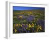 Arrowleaf Balsam Root, Lupine, Columbia Hills Sp, Washington, USA-Charles Gurche-Framed Photographic Print