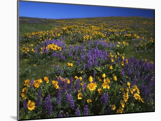 Arrowleaf Balsam Root, Lupine, Columbia Hills Sp, Washington, USA-Charles Gurche-Mounted Photographic Print