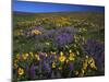 Arrowleaf Balsam Root, Lupine, Columbia Hills Sp, Washington, USA-Charles Gurche-Mounted Photographic Print