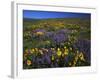 Arrowleaf Balsam Root, Lupine, Columbia Hills Sp, Washington, USA-Charles Gurche-Framed Photographic Print