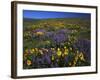 Arrowleaf Balsam Root, Lupine, Columbia Hills Sp, Washington, USA-Charles Gurche-Framed Photographic Print