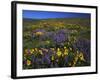 Arrowleaf Balsam Root, Lupine, Columbia Hills Sp, Washington, USA-Charles Gurche-Framed Photographic Print