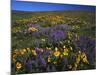 Arrowleaf Balsam Root, Lupine, Columbia Hills Sp, Washington, USA-Charles Gurche-Mounted Photographic Print