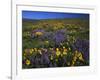 Arrowleaf Balsam Root, Lupine, Columbia Hills Sp, Washington, USA-Charles Gurche-Framed Photographic Print