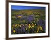 Arrowleaf Balsam Root, Lupine, Columbia Hills Sp, Washington, USA-Charles Gurche-Framed Photographic Print