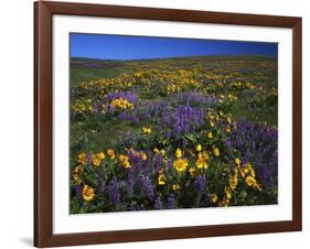 Arrowleaf Balsam Root, Lupine, Columbia Hills Sp, Washington, USA-Charles Gurche-Framed Photographic Print