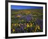 Arrowleaf Balsam Root, Lupine, Columbia Hills Sp, Washington, USA-Charles Gurche-Framed Photographic Print