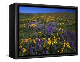 Arrowleaf Balsam Root, Lupine, Columbia Hills Sp, Washington, USA-Charles Gurche-Framed Stretched Canvas