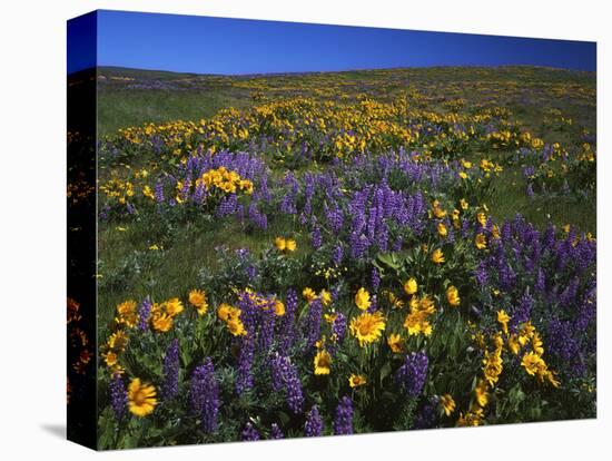 Arrowleaf Balsam Root, Lupine, Columbia Hills Sp, Washington, USA-Charles Gurche-Stretched Canvas