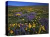 Arrowleaf Balsam Root, Lupine, Columbia Hills Sp, Washington, USA-Charles Gurche-Stretched Canvas