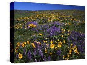 Arrowleaf Balsam Root, Lupine, Columbia Hills Sp, Washington, USA-Charles Gurche-Stretched Canvas