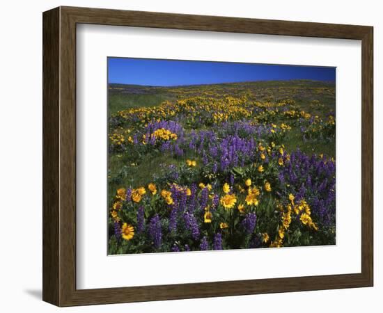 Arrowleaf Balsam Root, Lupine, Columbia Hills Sp, Washington, USA-Charles Gurche-Framed Photographic Print