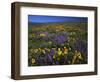 Arrowleaf Balsam Root, Lupine, Columbia Hills Sp, Washington, USA-Charles Gurche-Framed Photographic Print