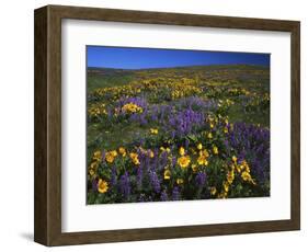 Arrowleaf Balsam Root, Lupine, Columbia Hills Sp, Washington, USA-Charles Gurche-Framed Photographic Print