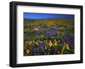 Arrowleaf Balsam Root, Lupine, Columbia Hills Sp, Washington, USA-Charles Gurche-Framed Photographic Print