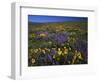 Arrowleaf Balsam Root, Lupine, Columbia Hills Sp, Washington, USA-Charles Gurche-Framed Photographic Print