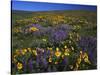 Arrowleaf Balsam Root, Lupine, Columbia Hills Sp, Washington, USA-Charles Gurche-Stretched Canvas