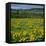 Arrowleaf Balsam Root, Tom Mccall Nature Preserve, Oregon, USA-Charles Gurche-Framed Stretched Canvas