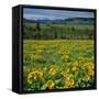 Arrowleaf Balsam Root, Tom Mccall Nature Preserve, Oregon, USA-Charles Gurche-Framed Stretched Canvas