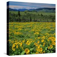 Arrowleaf Balsam Root, Tom Mccall Nature Preserve, Oregon, USA-Charles Gurche-Stretched Canvas