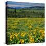 Arrowleaf Balsam Root, Tom Mccall Nature Preserve, Oregon, USA-Charles Gurche-Stretched Canvas