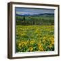 Arrowleaf Balsam Root, Tom Mccall Nature Preserve, Oregon, USA-Charles Gurche-Framed Photographic Print