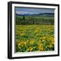 Arrowleaf Balsam Root, Tom Mccall Nature Preserve, Oregon, USA-Charles Gurche-Framed Photographic Print