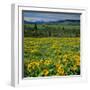 Arrowleaf Balsam Root, Tom Mccall Nature Preserve, Oregon, USA-Charles Gurche-Framed Photographic Print