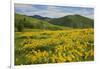 Arrowleaf Balsam Root, Winthrop, Methow Valley, Washington, USA-Charles Gurche-Framed Photographic Print