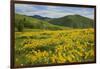 Arrowleaf Balsam Root, Winthrop, Methow Valley, Washington, USA-Charles Gurche-Framed Photographic Print