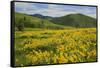 Arrowleaf Balsam Root, Winthrop, Methow Valley, Washington, USA-Charles Gurche-Framed Stretched Canvas