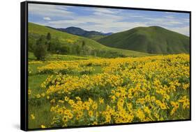 Arrowleaf Balsam Root, Winthrop, Methow Valley, Washington, USA-Charles Gurche-Framed Stretched Canvas