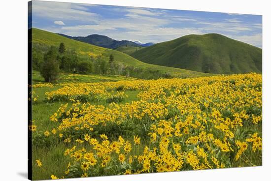 Arrowleaf Balsam Root, Winthrop, Methow Valley, Washington, USA-Charles Gurche-Stretched Canvas