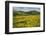 Arrowleaf Balsam Root, Winthrop, Methow Valley, Washington, USA-Charles Gurche-Framed Photographic Print