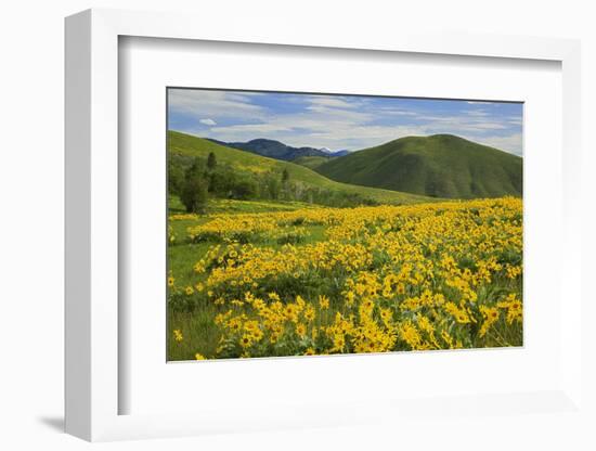 Arrowleaf Balsam Root, Winthrop, Methow Valley, Washington, USA-Charles Gurche-Framed Photographic Print