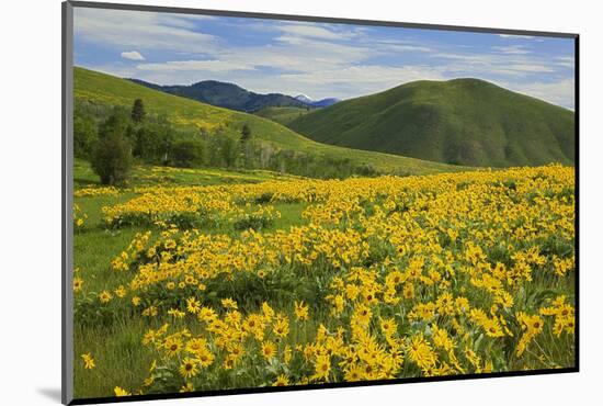 Arrowleaf Balsam Root, Winthrop, Methow Valley, Washington, USA-Charles Gurche-Mounted Photographic Print