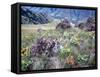 Arrowleaf Balsamroot and Indian Paintbrush, Imnaha River Canyon Rim, Oregon, USA-William Sutton-Framed Stretched Canvas