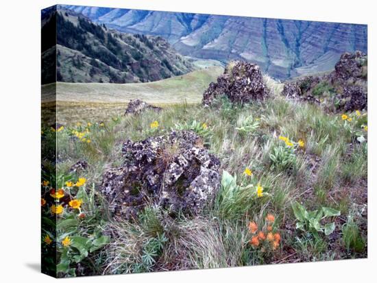 Arrowleaf Balsamroot and Indian Paintbrush, Imnaha River Canyon Rim, Oregon, USA-William Sutton-Stretched Canvas
