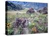 Arrowleaf Balsamroot and Indian Paintbrush, Imnaha River Canyon Rim, Oregon, USA-William Sutton-Stretched Canvas