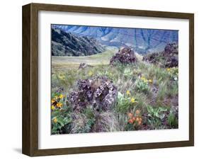 Arrowleaf Balsamroot and Indian Paintbrush, Imnaha River Canyon Rim, Oregon, USA-William Sutton-Framed Photographic Print