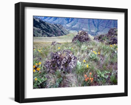 Arrowleaf Balsamroot and Indian Paintbrush, Imnaha River Canyon Rim, Oregon, USA-William Sutton-Framed Photographic Print