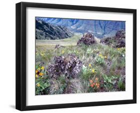 Arrowleaf Balsamroot and Indian Paintbrush, Imnaha River Canyon Rim, Oregon, USA-William Sutton-Framed Photographic Print