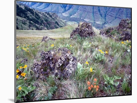 Arrowleaf Balsamroot and Indian Paintbrush, Imnaha River Canyon Rim, Oregon, USA-William Sutton-Mounted Photographic Print