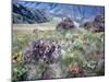 Arrowleaf Balsamroot and Indian Paintbrush, Imnaha River Canyon Rim, Oregon, USA-William Sutton-Mounted Photographic Print