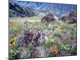 Arrowleaf Balsamroot and Indian Paintbrush, Imnaha River Canyon Rim, Oregon, USA-William Sutton-Mounted Photographic Print